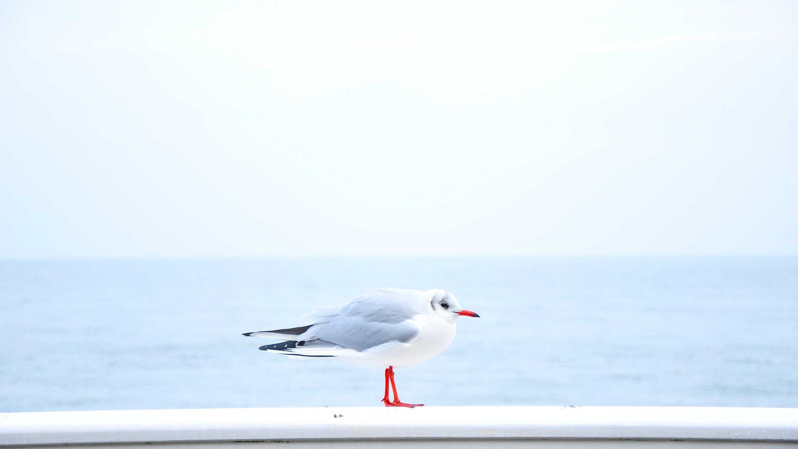 Developer Freedom: Why Self-Hosted Git Tools Matter in 2026