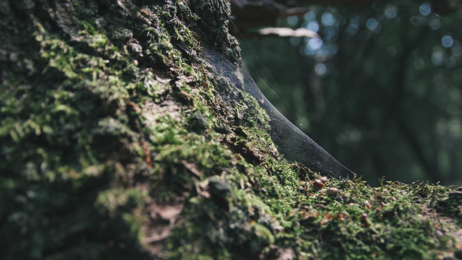 Choosing Digital Marketing Software: Invest in HubSpot, Mailchimp, or Buffer?