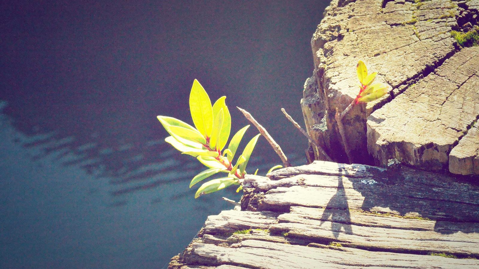 Self-Hosted Automation: The Future of Workflow Efficiency