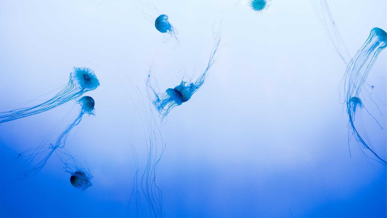 The Fall of Microsoft Azure Stack: Challenges and Lessons Learned