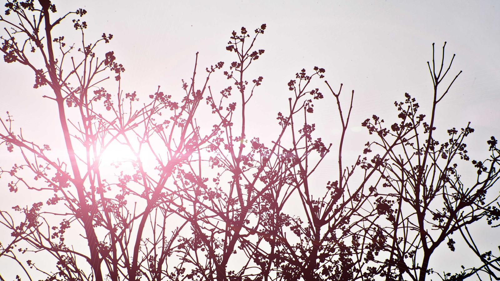 Seamless Transition: Moving from Trello to ClickUp in 4 Weeks