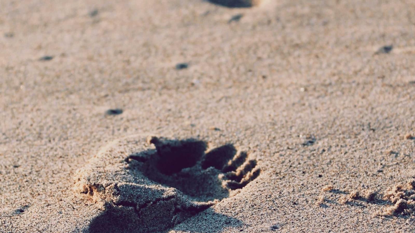 Choosing SaaS for E-commerce: Invest or Skip for Growth?
