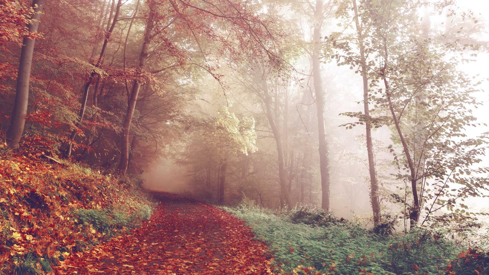 Achieving Remote Success: The Collaboration Toolkit Every Founder Needs