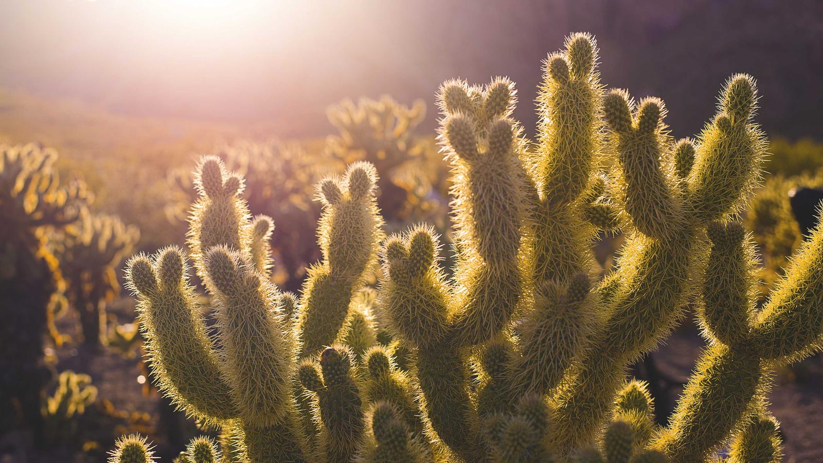 The Sunset of Box Cryptography Tools: Strategic Missteps Unveiled
